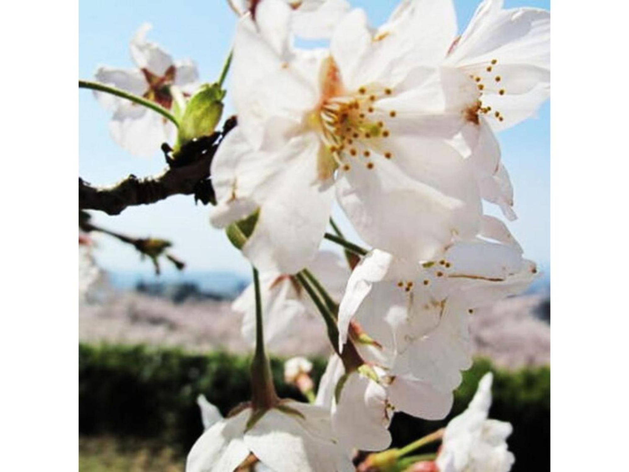 Tottori City Hotel / Vacation STAY 81359 Esterno foto